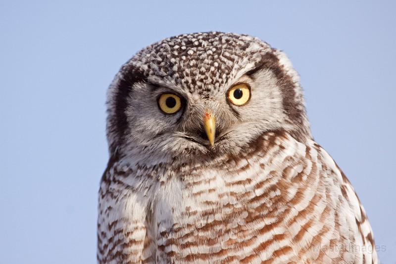IMG_0350c.jpg - Northern Hawk-Owl (Surnia ulula)
